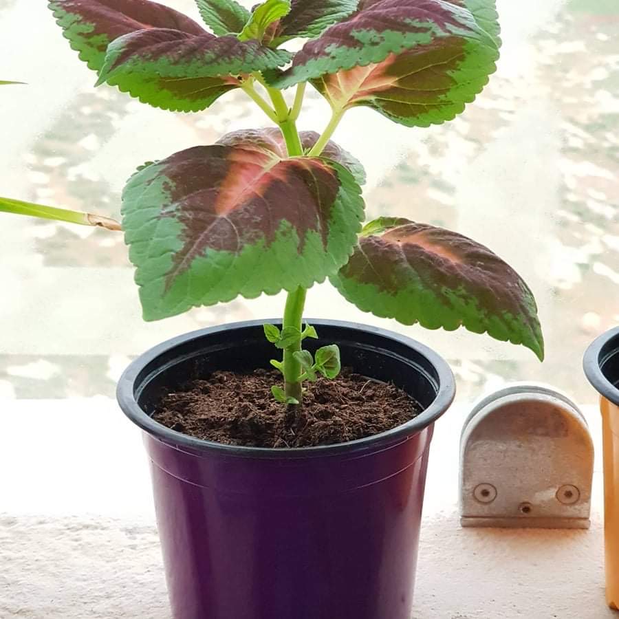 Bella plant